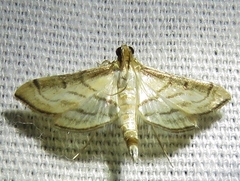 Marasmia trapezalis