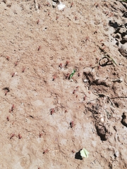 Atta cephalotes