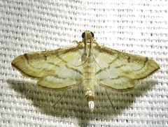 Marasmia trapezalis