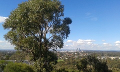 Eucalyptus gomphocephala