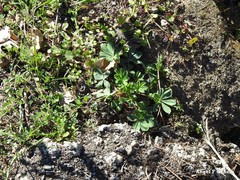 Lupinus hispanicus