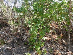 Phillyrea angustifolia