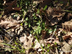 Bituminaria bituminosa