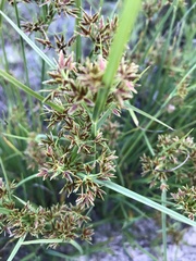 Cyperus sphaerospermus