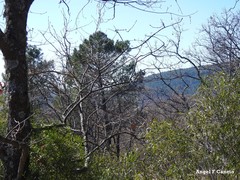 Phillyrea angustifolia