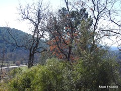 Phillyrea angustifolia