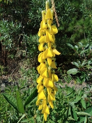 Crotalaria trichotoma