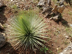 Agave stricta
