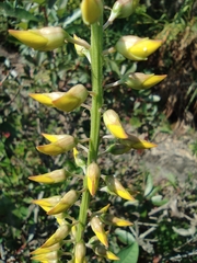 Crotalaria trichotoma