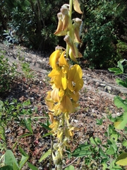 Crotalaria trichotoma