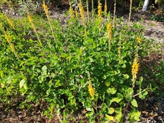 Crotalaria trichotoma