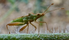 Harmostes angustatus