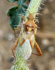 Harmostes angustatus