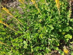 Crotalaria trichotoma