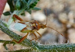 Harmostes angustatus