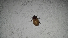 Cyclocephala melanocephala