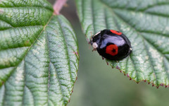 Harmonia axyridis