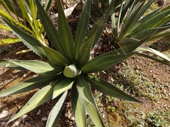 Agave angustiarum