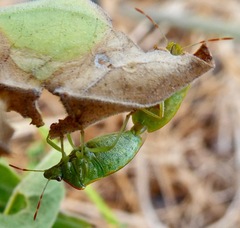 Thyanta pallidovirens