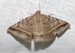 Celiptera valina