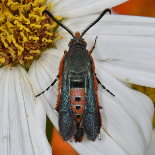 Squash vine borer