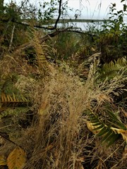 Muhlenbergia filiformis