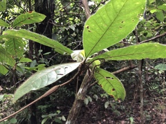 Duroia hirsuta