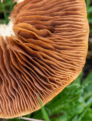 Marasmius oreades