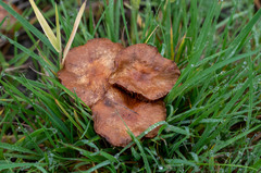 Marasmius oreades