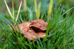 Marasmius oreades