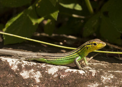 Cnemidophorus ruatanus