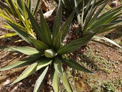 Agave angustiarum