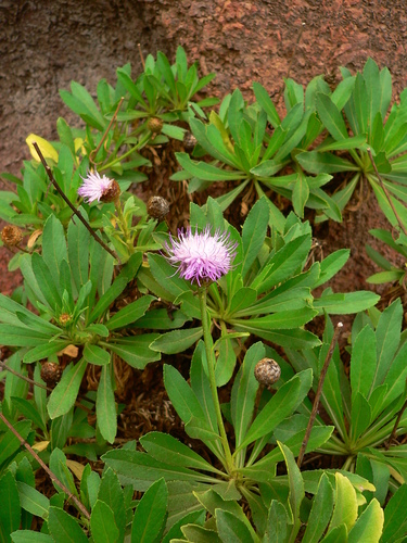 Cheirolophus burchardii image