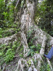 Canarium madagascariense