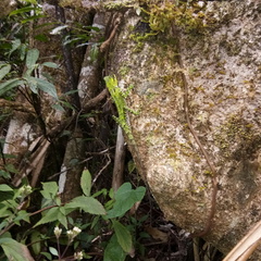 Gonocephalus kuhlii