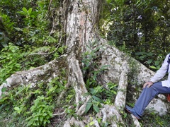 Canarium madagascariense