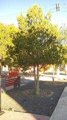 Pinus