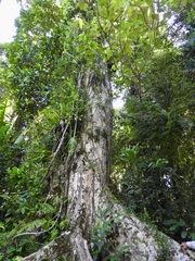 Canarium madagascariense