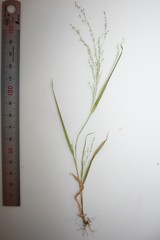Panicum philadelphicum