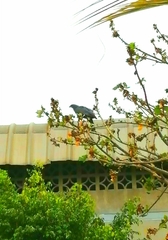 Geranospiza caerulescens