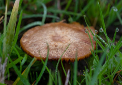 Marasmius oreades