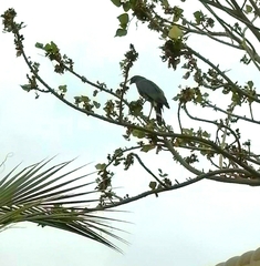 Geranospiza caerulescens