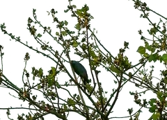 Geranospiza caerulescens