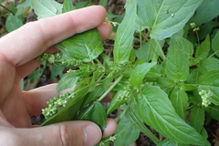 Mercurialis annua