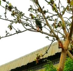 Geranospiza caerulescens