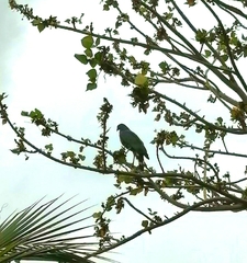 Geranospiza caerulescens