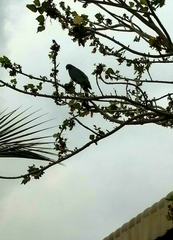 Geranospiza caerulescens