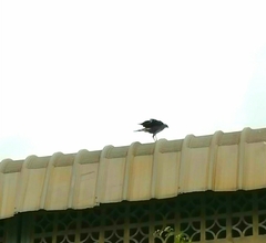 Geranospiza caerulescens