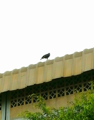 Geranospiza caerulescens