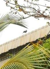 Geranospiza caerulescens